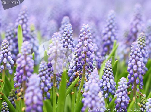 Image of Purple muscari botryoides