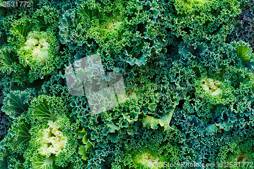 Image of Fresh lettuce texture