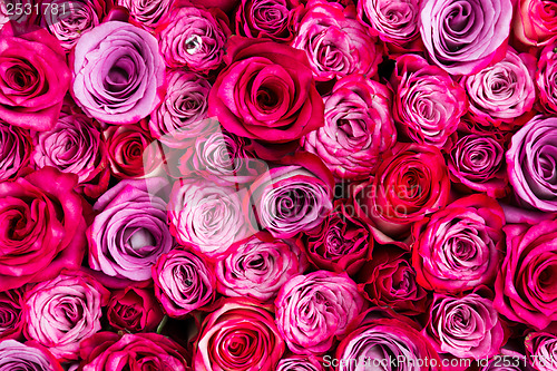 Image of Red rose