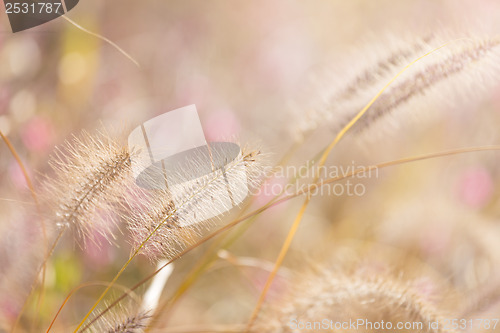 Image of Wildness grass with sunlight