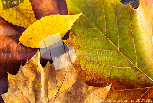 Image of Autumn maple leave