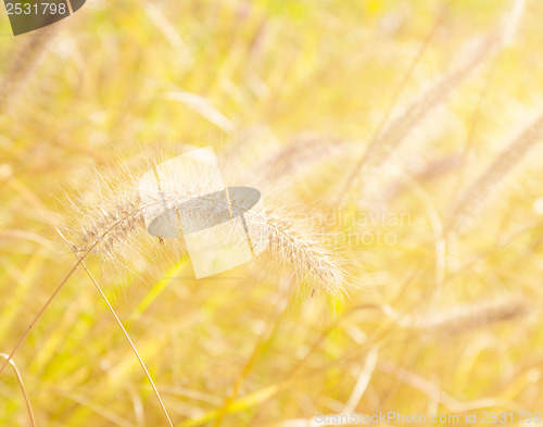 Image of Reed and sunlight