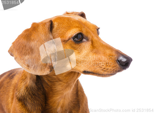 Image of Dachshund dog looking at a side