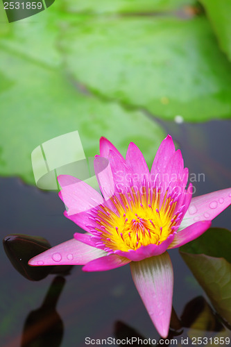 Image of Waterlily in the lake