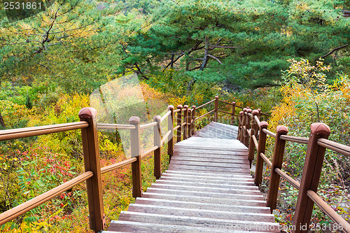 Image of Wooden hiking path in forest