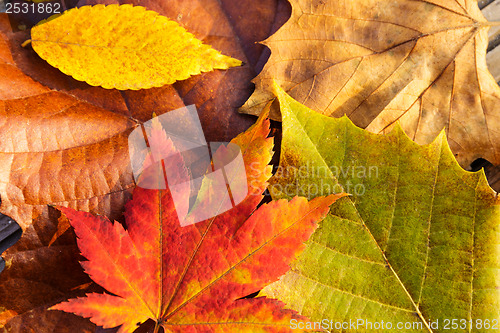 Image of Maple leave