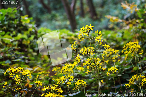 Image of Yellow grass in forest 