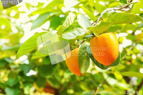 Image of Persimmon tree