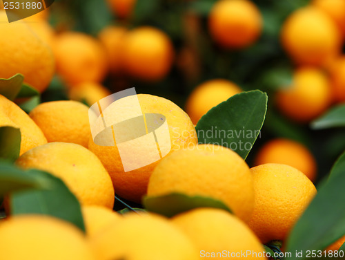 Image of Mandarin for Chinese New Year
