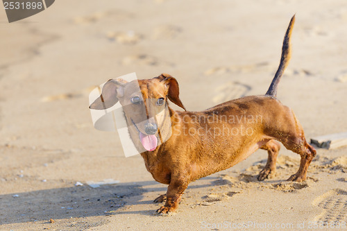 Image of Dachshund Dog in beach