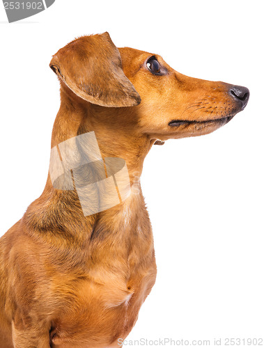 Image of Dachshund dog looking at a side