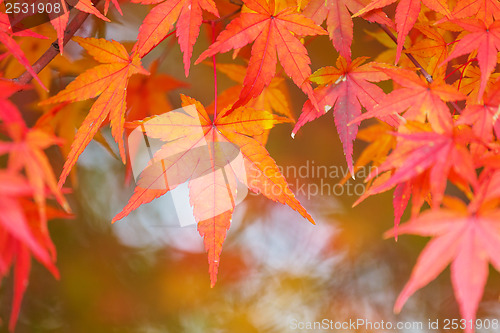 Image of Red maple tree