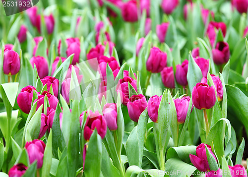 Image of Purple tulips flower field