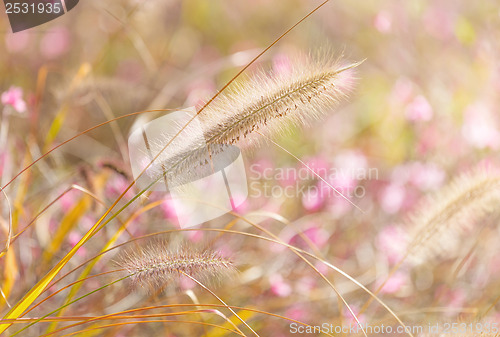 Image of Wildness grass