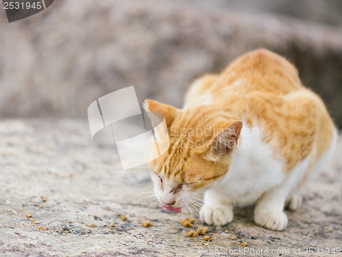 Image of Street cat eating food