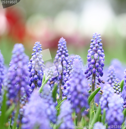 Image of Purple muscari botryoides field