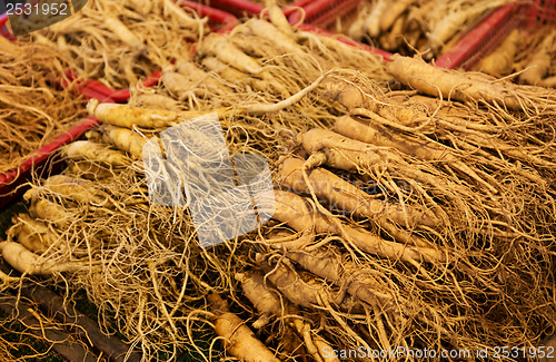 Image of Fresh ginseng