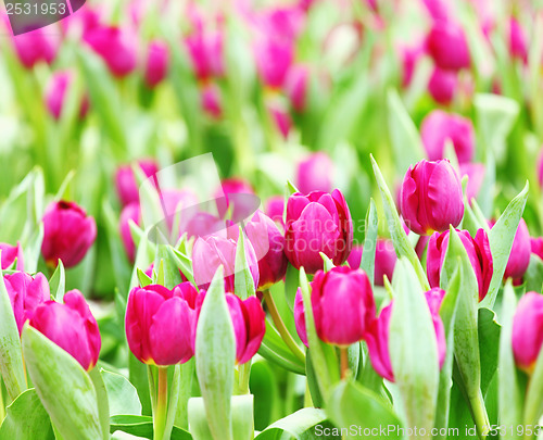 Image of Purple tulips flower field