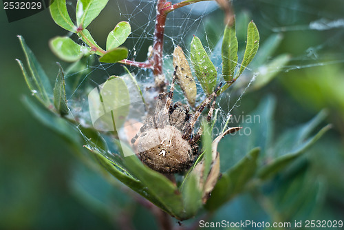 Image of Big Spider