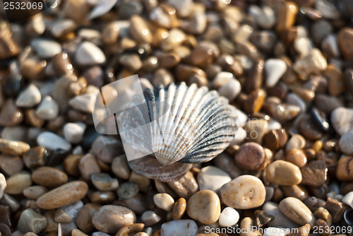 Image of shell and sea pebbles