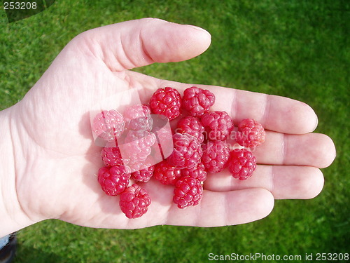 Image of Raspberry