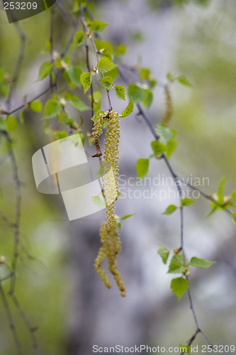 Image of Birch aglet