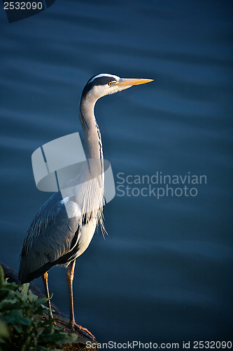 Image of Crane on the River Bank