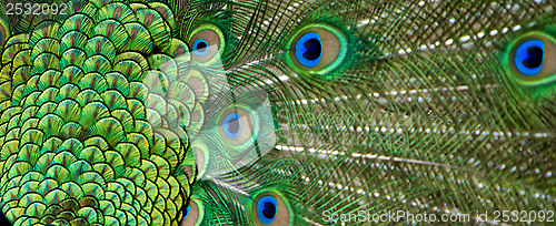 Image of Peacock Tail Feather in Detail