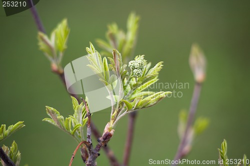 Image of Rowan buds