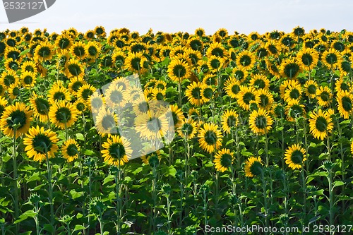 Image of Sunflowers