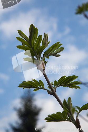 Image of Rowan buds