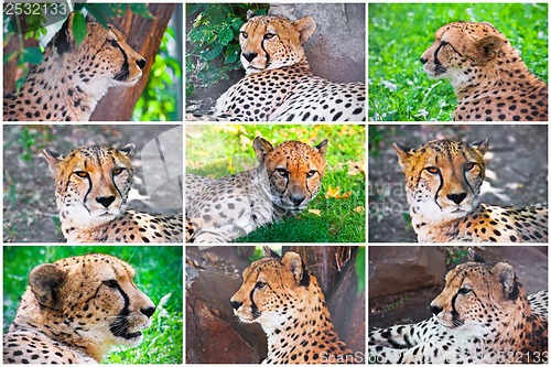 Image of Cheetah