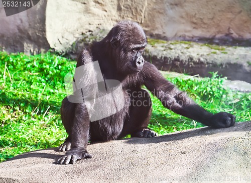 Image of Gorilla