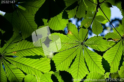 Image of Leaves background