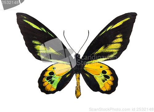 Image of Butterfly Rothschild's Birdwing