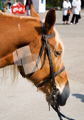 Image of Horse portrait