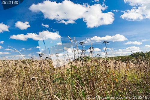 Image of Meadow