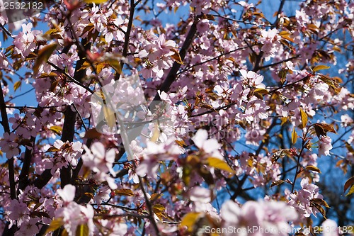 Image of Cherry blossom