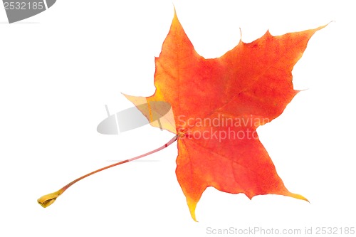 Image of Maple leaf