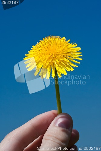 Image of Dandelion