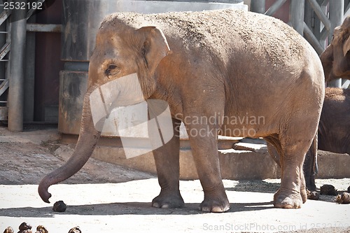 Image of Elephant