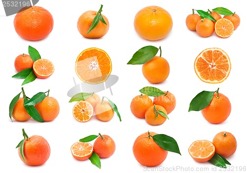 Image of Mandarins