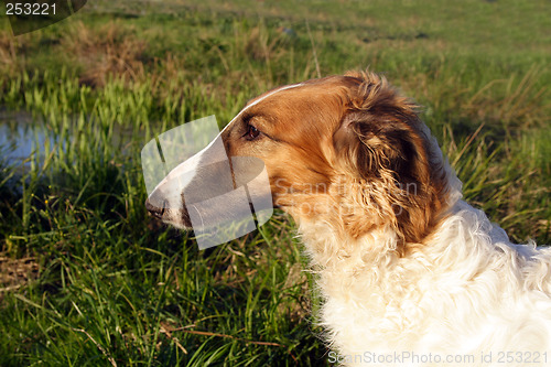 Image of young borzoi dog