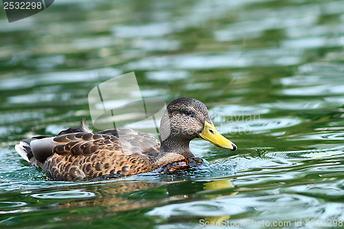 Image of anas platyrhynchos on water surface