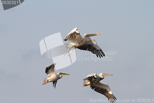 Image of beautiful birds in flight