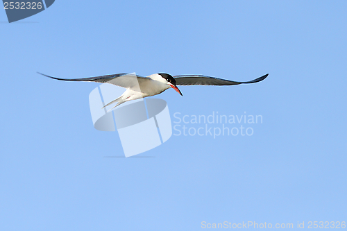 Image of beautiful common tern