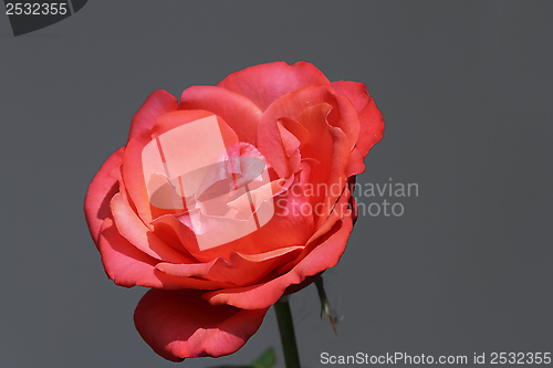 Image of beautiful red rose on grey background