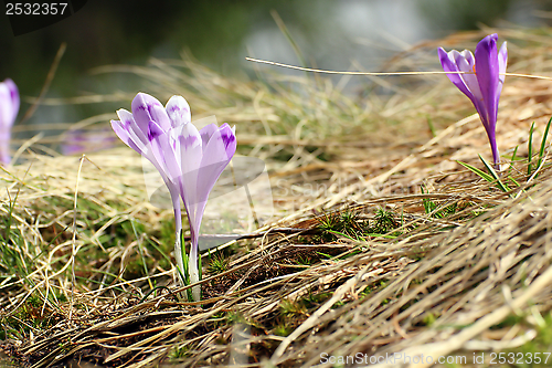 Image of beautiful wild flower crocus sativus