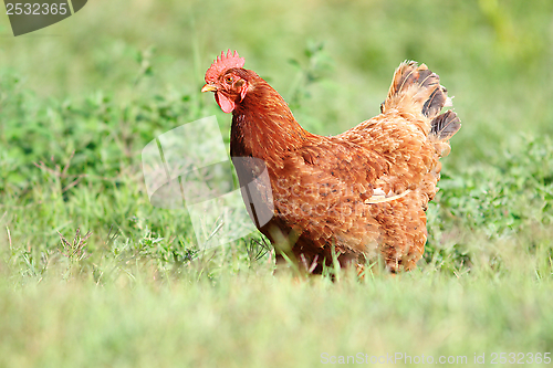 Image of big hen in the green turf