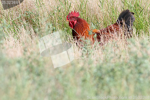 Image of big rooster hiding in the grass